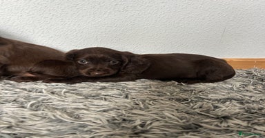Cocker Spaniel dogs - Advert 15
