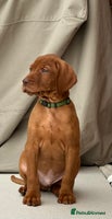Hungarian Vizsla dogs - Advert 4