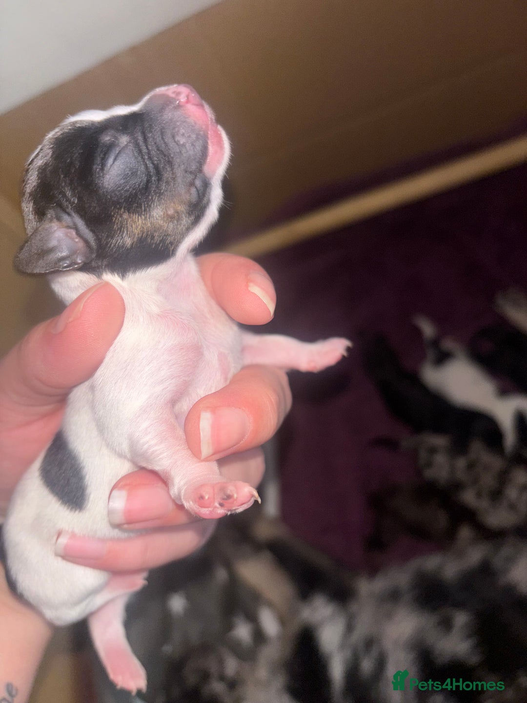 Mixed Breed dogs for sale: Chiweenie puppies for sale  - Image 9