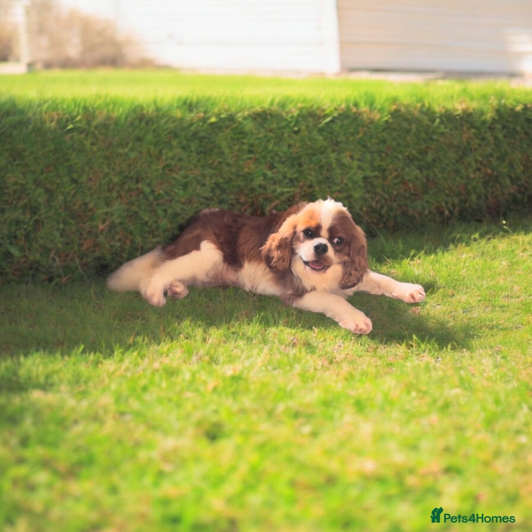 Cavalier King Charles Spaniel dogs for stud: Merlesque 5⭐️ cavalier stud DNA/Heart/Eye tests in Birmingham - Advert 4