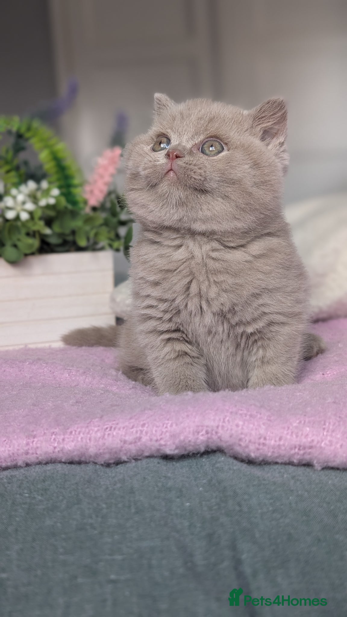 British Shorthair cats GCCF REGISTERED CHOCOLATE AND LILAC KITTENS - Advert 1