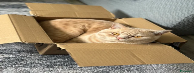 Hugo