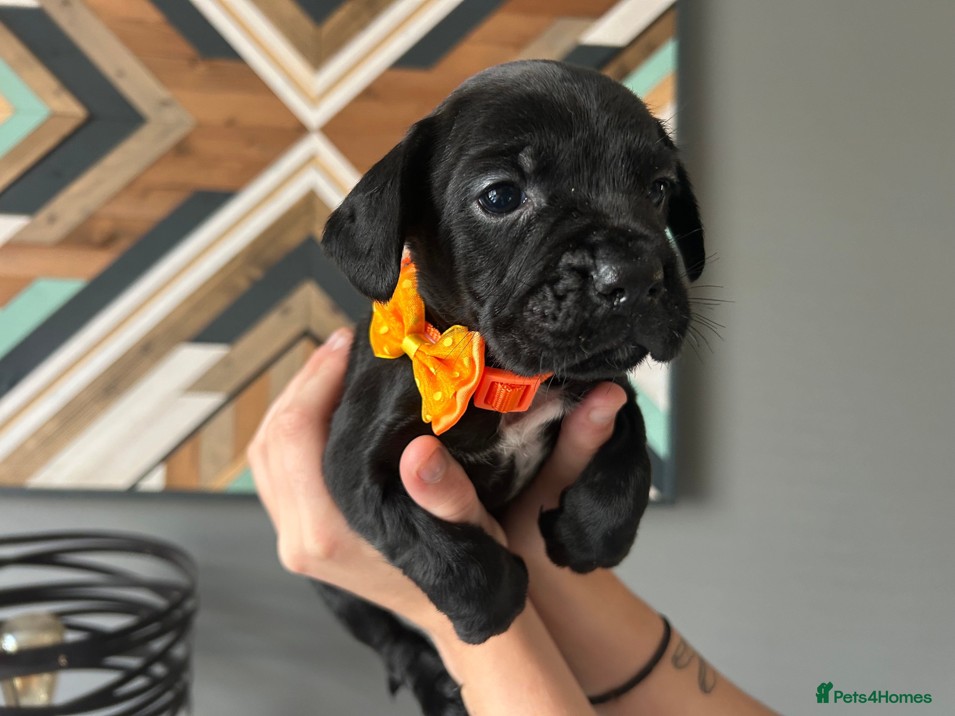 Mixed Breed dogs French bulldog x springer - Advert 2