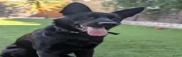 German Shepherd dogs for stud: Solid Black German Shepherd - KC Registered in Egham - Advert 3