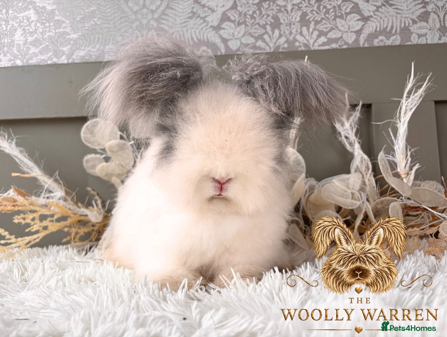 Angora rabbits Beautiful Adult Angoras Available  - Advert 1