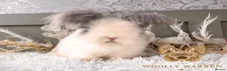 Angora rabbits for sale: Beautiful Adult Angoras Available  - Advert 9