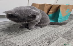 British Shorthair cats for stud: British blu male for stud - Advert 3