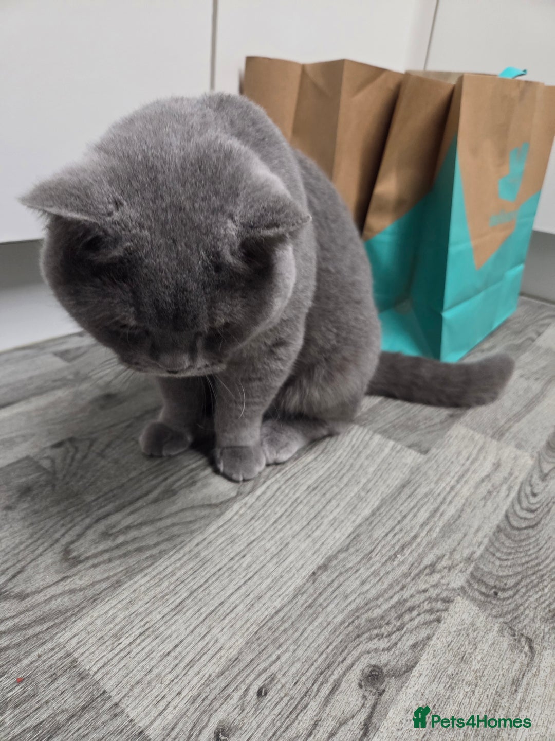 British Shorthair cats for stud: British blu male for stud - Advert 3