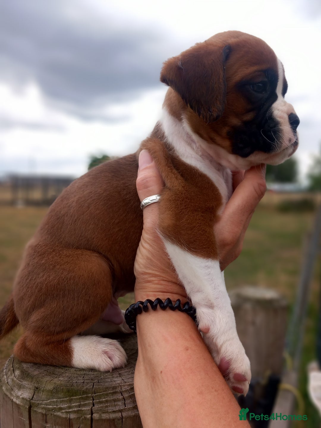 Boxer dogs for sale: Beautiful chunky Boxer puppies - Image 12