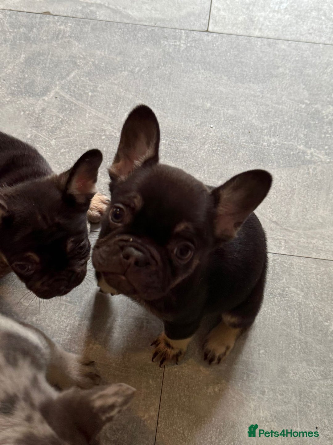 French Bulldog dogs for sale: Pedagree & KC registered French bulldog - Image 11