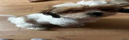 Mixed Breed dogs for sale: Puppy in Perth - Advert 2