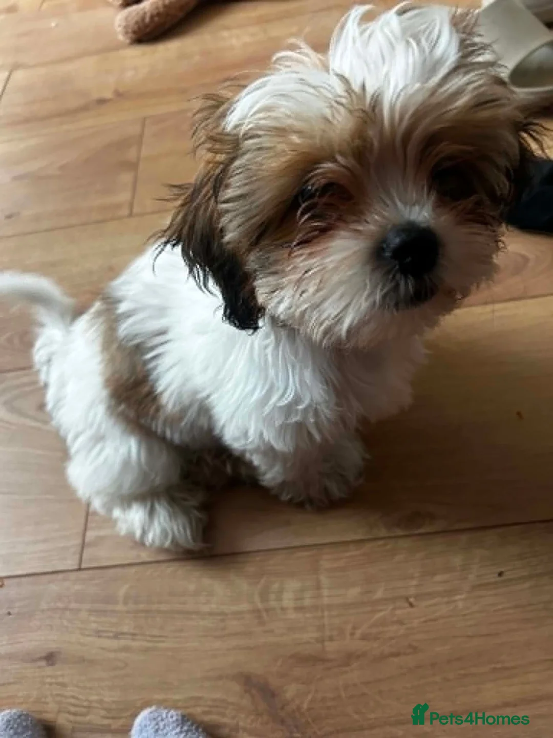 Mixed Breed dogs for sale: Puppy in Perth - Advert 2