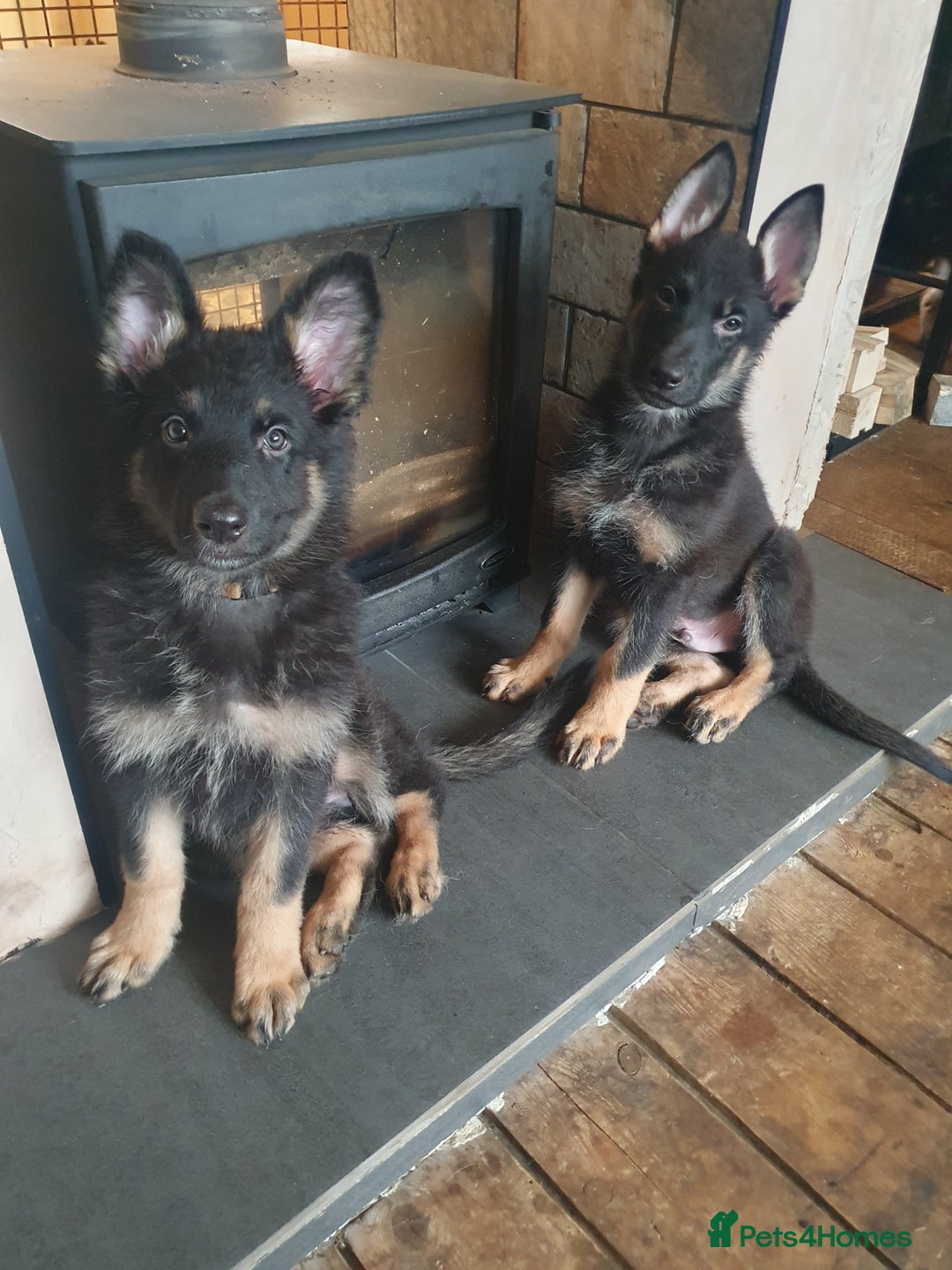 German Shepherd dogs for sale: 10 German Shepherd puppies for sale - Image 5