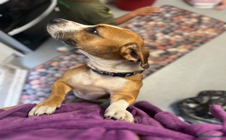 Mixed Breed dogs - Advert 1