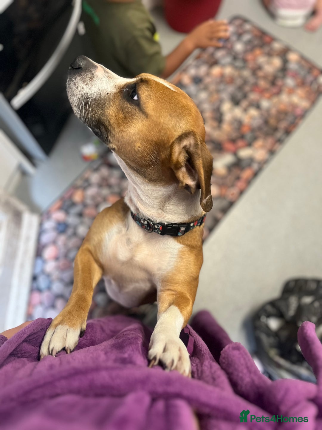 Mixed Breed dogs for sale: Lady  - Image 1