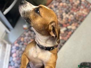 Mixed Breed dogs - Advert 6