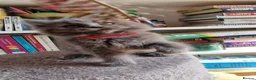 British Longhair cats for sale: Gorgeous British Blue longhair kittens - Advert 22