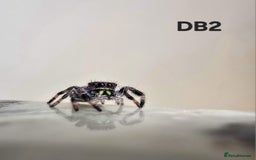 Spiders invertebrates for sale: Phidippus regius Apalachicola  - Image 5