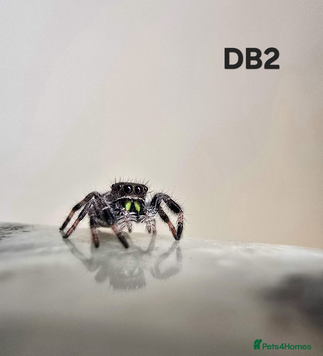 Spiders invertebrates for sale: Phidippus regius Apalachicola  - Image 5