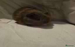 Guinea Pig rodents for sale: ✨ TWO MALE BABY GUINEA PIGS – READY NOW ✨ - Advert 2