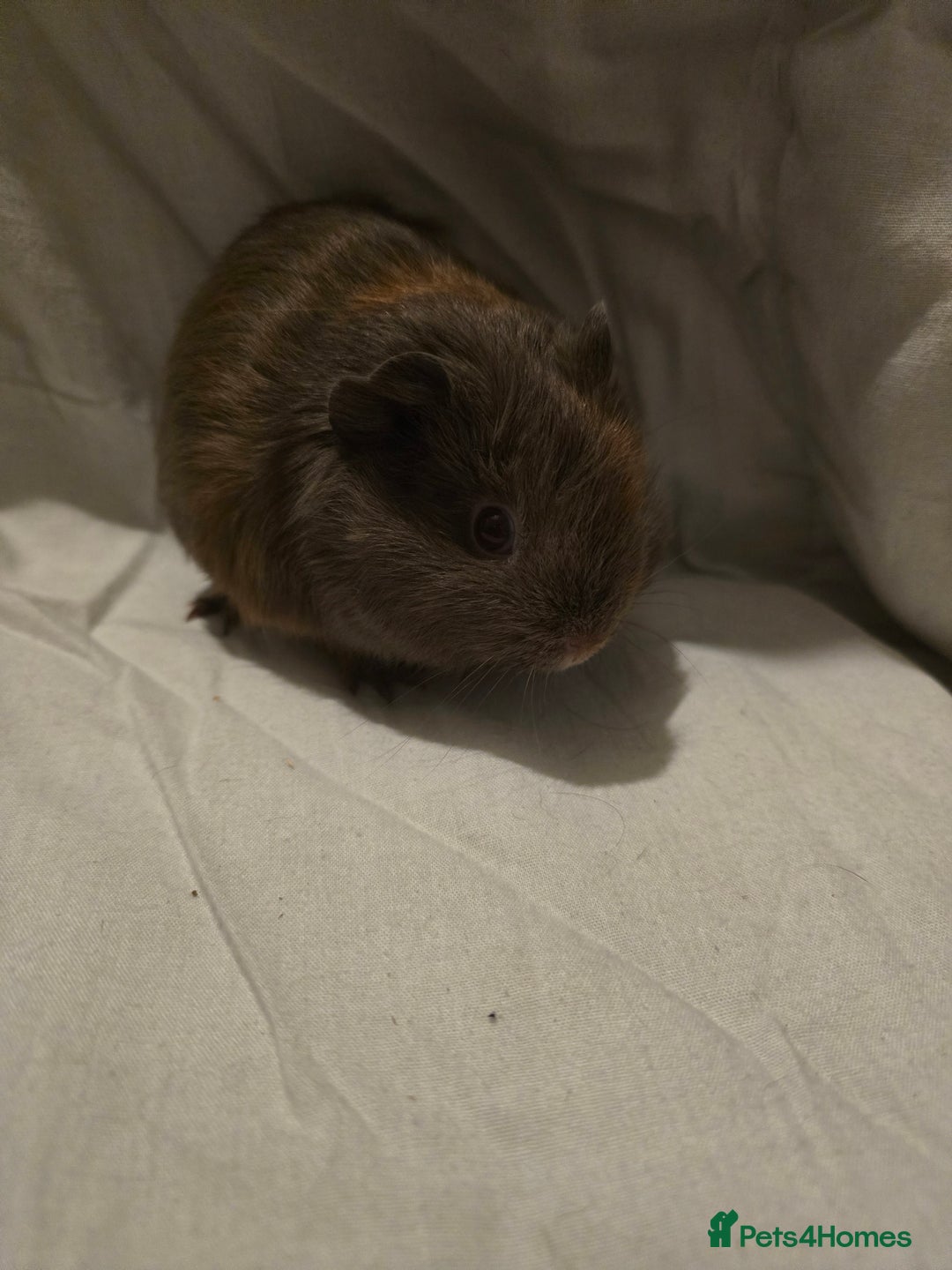Guinea Pig rodents for sale: ✨ TWO MALE BABY GUINEA PIGS – READY NOW ✨ - Advert 2