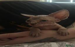 Sphynx cats for sale: 4 Sphynx Kittens ready soon! - Image 5