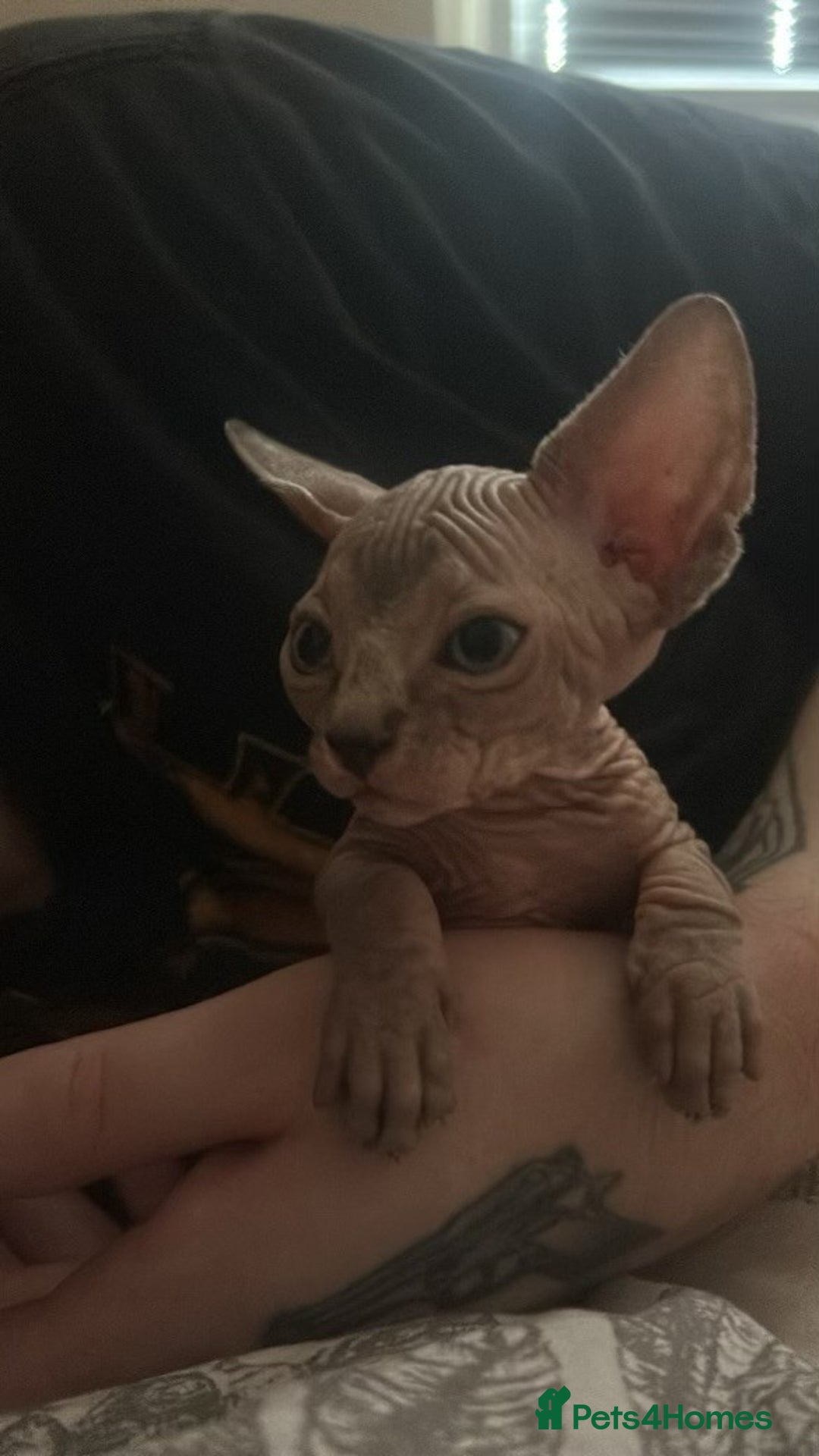 Sphynx cats for sale: 4 Sphynx Kittens ready soon! - Image 5