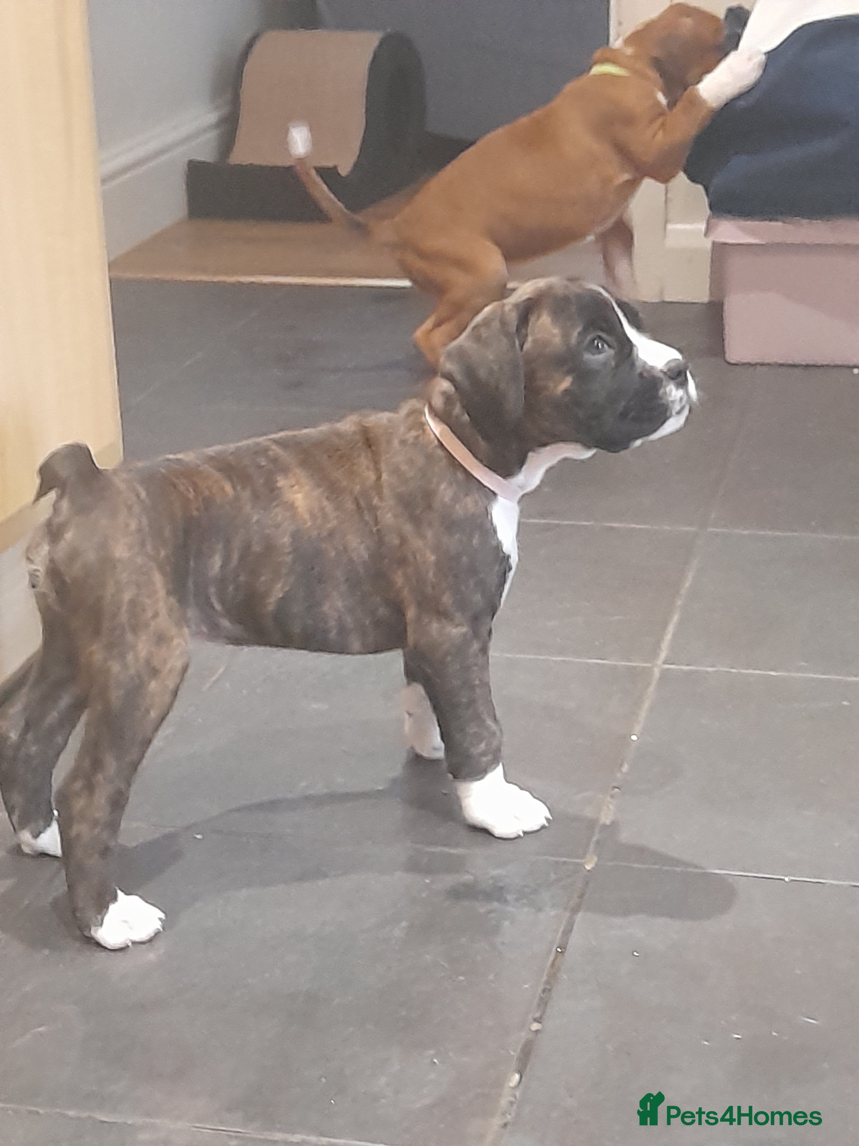 Boxer dogs 8 weeks old on the 4th of January.  - Advert 4
