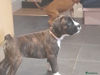 Boxer dogs 8 weeks old on the 4th of January. - Advert 4
