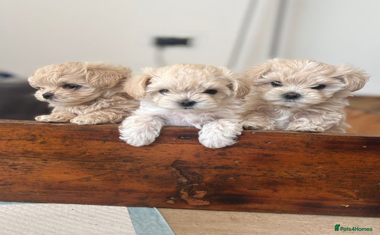 Maltipoo dogs - Advert 10