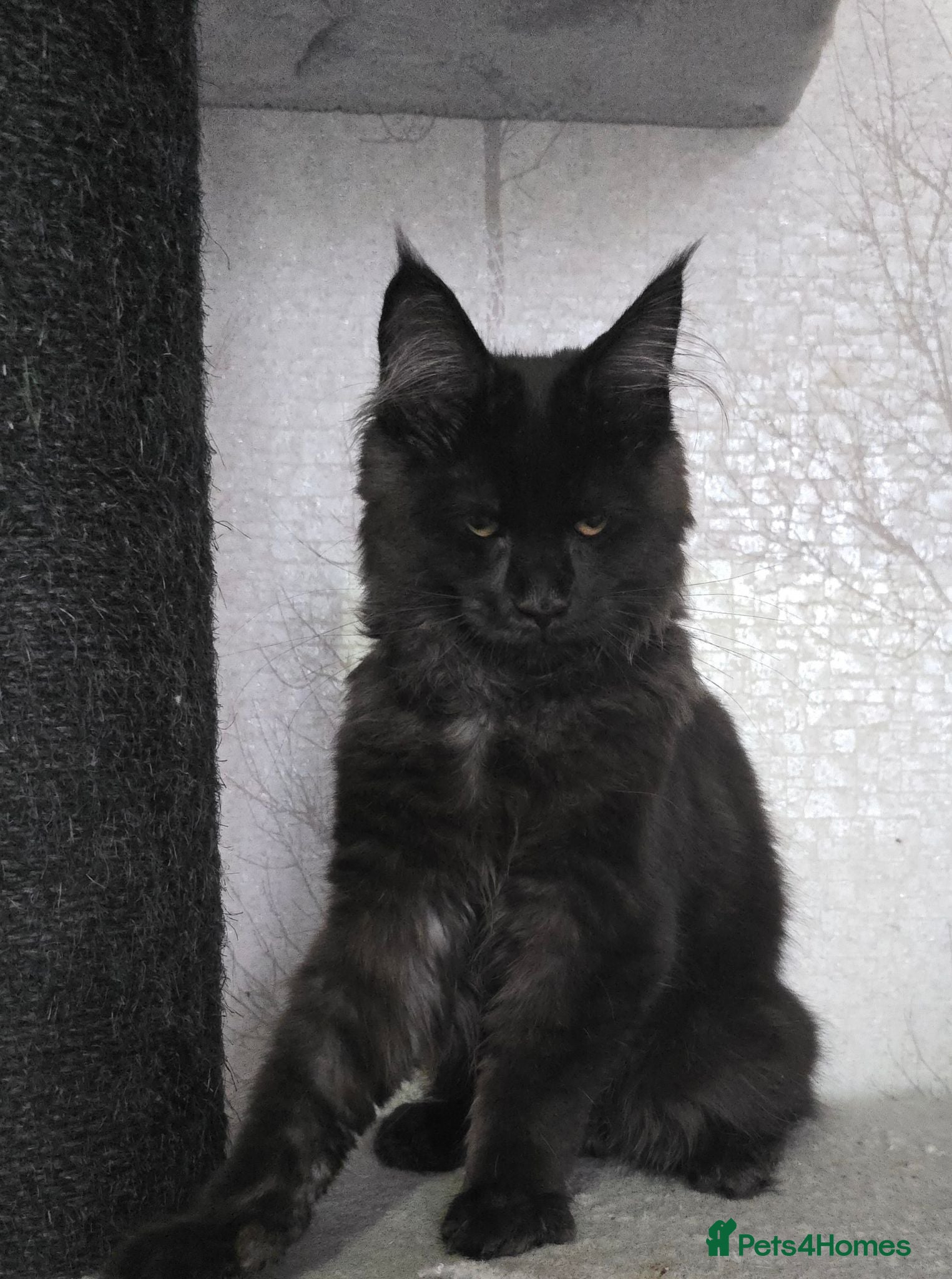 Maine Coon cats Male Maine Coon Black Smoke - Advert 1