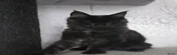 Maine Coon cats for sale: Male Maine Coon Black Smoke - Advert 1