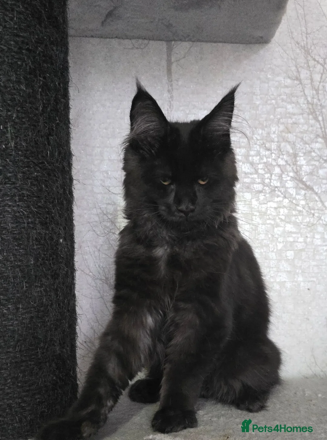 Maine Coon cats for sale: Male Maine Coon Black Smoke - Advert 1