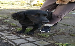 Mixed Breed dogs for sale: Cocker spaniel x German shepherd  - Image 7