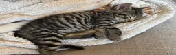 Mixed Breed cats for sale: Grey tabbies for sale - Advert 5