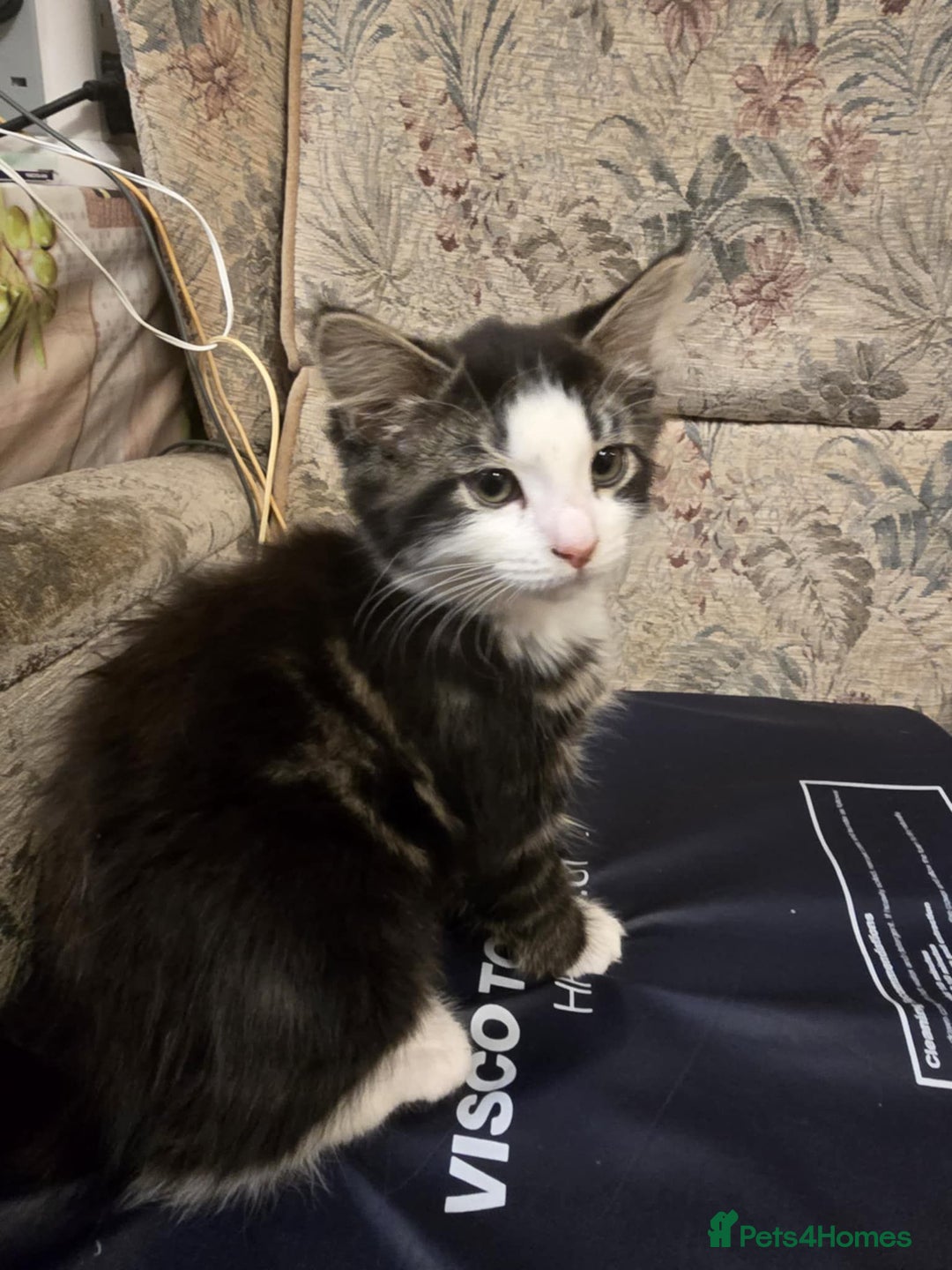 Mixed Breed cats for sale: Maincoon x tabby kittens  - Advert 2