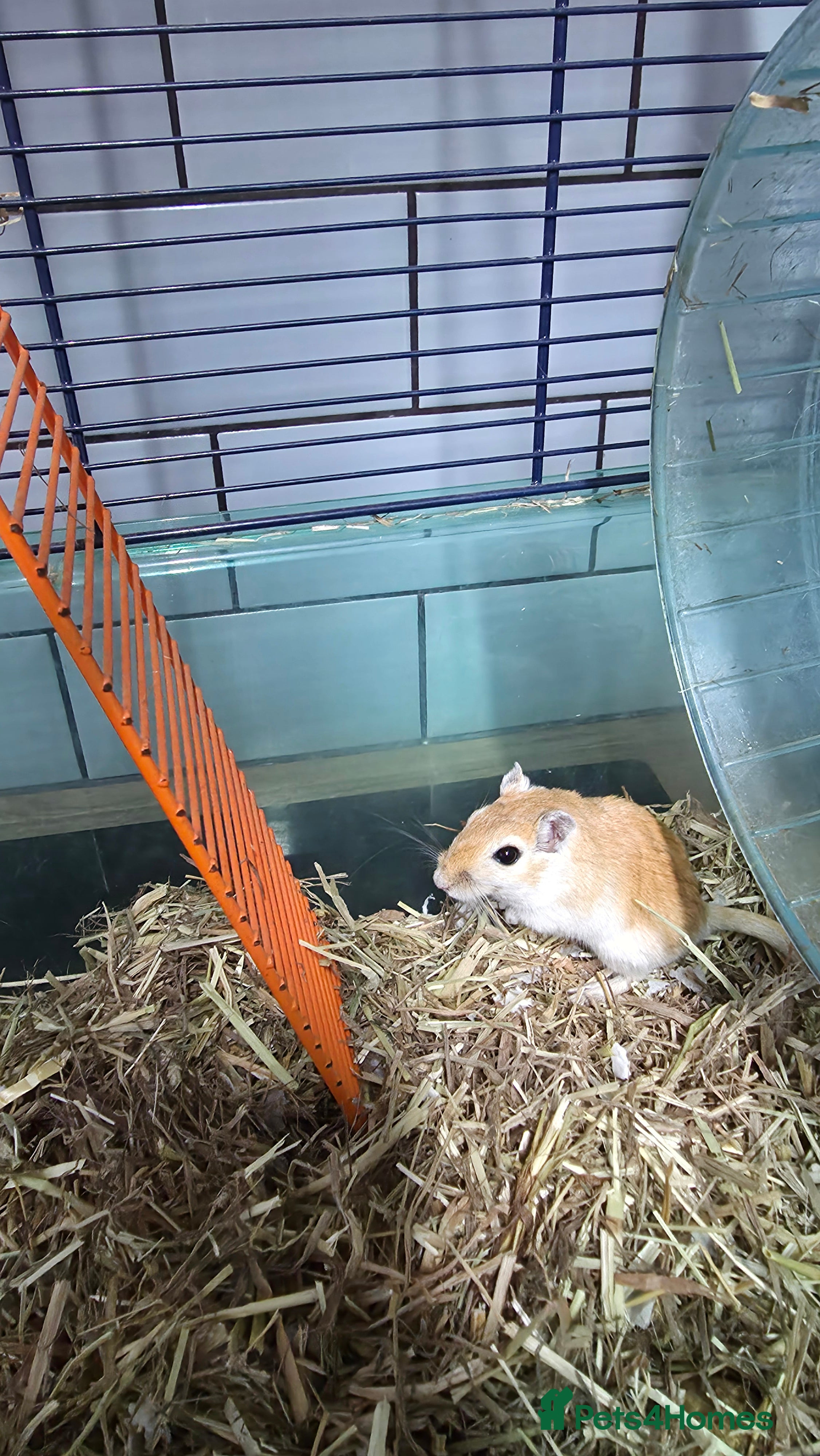 Gerbil rodents Gerbil and cage, full setup - Advert 1