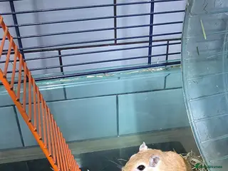 Gerbil rodents Gerbil and cage, full setup - Advert 1