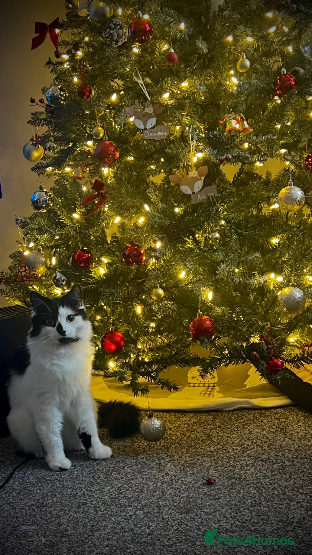 British Longhair cats for sale: Male cat up for rehoming  in Grays - Advert 6