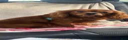 Cavalier King Charles Spaniel dogs for sale: KC Ruby Cavalier King Charles  - Advert 1