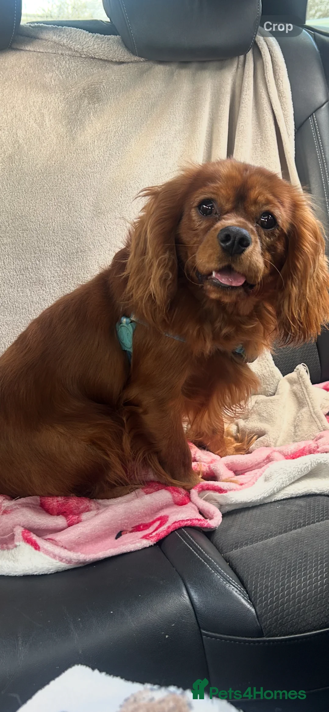 Cavalier King Charles Spaniel dogs for sale: KC Ruby Cavalier King Charles  - Advert 1