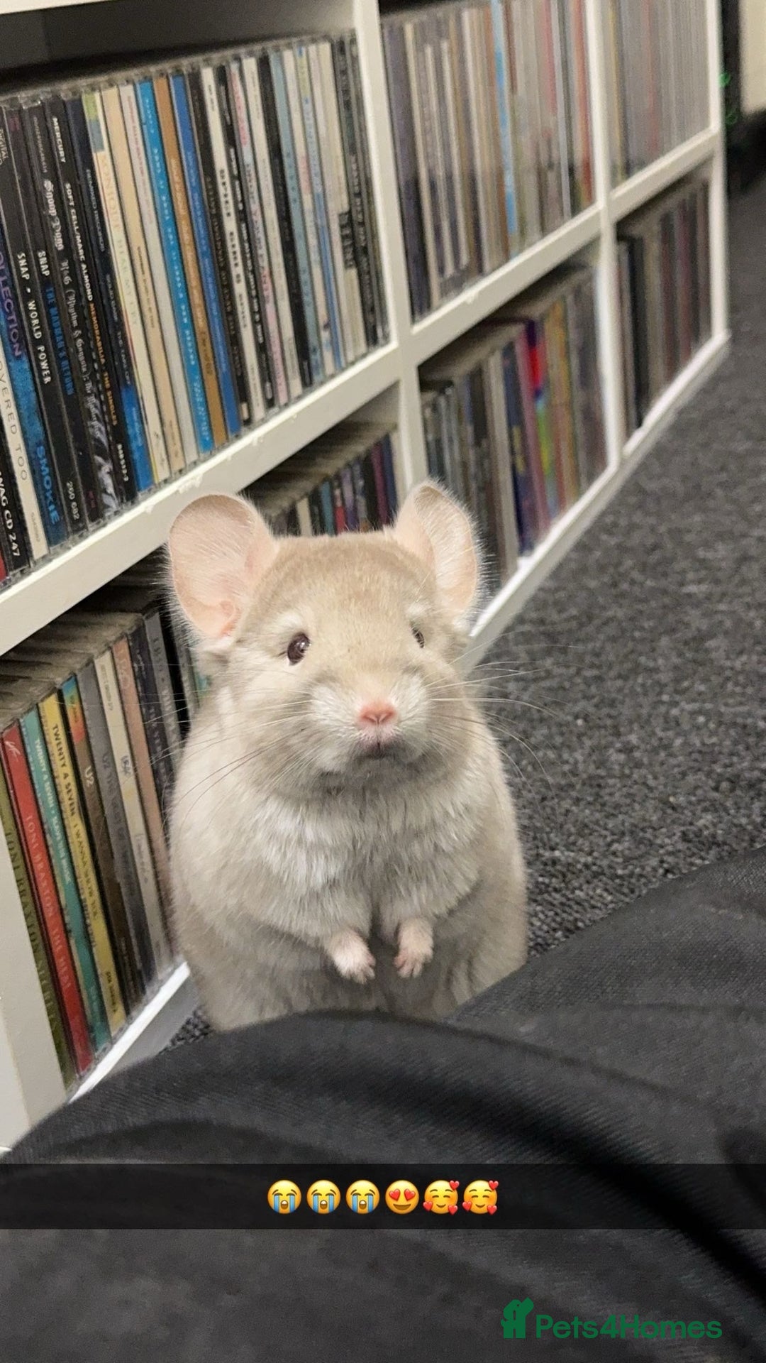 Chinchilla rodents for sale: White male chinchilla  - Advert 7