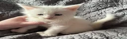 Maine Coon cats for sale: Stunning Polydactyl Maine Coon Kittens for Sale  - Advert 5