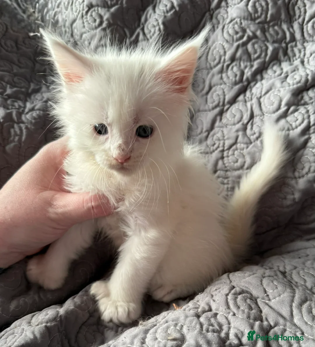 Maine Coon cats for sale: Stunning Polydactyl Maine Coon Kittens for Sale  - Advert 5