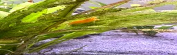 Cichlids fish for sale: Ellioti Cichlids fry & babys and more - Advert 3
