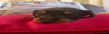 Miniature Dachshund Puppy 3