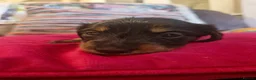 Miniature Dachshund dogs for sale: Beautiful miniature dachshund puppies - Advert 10