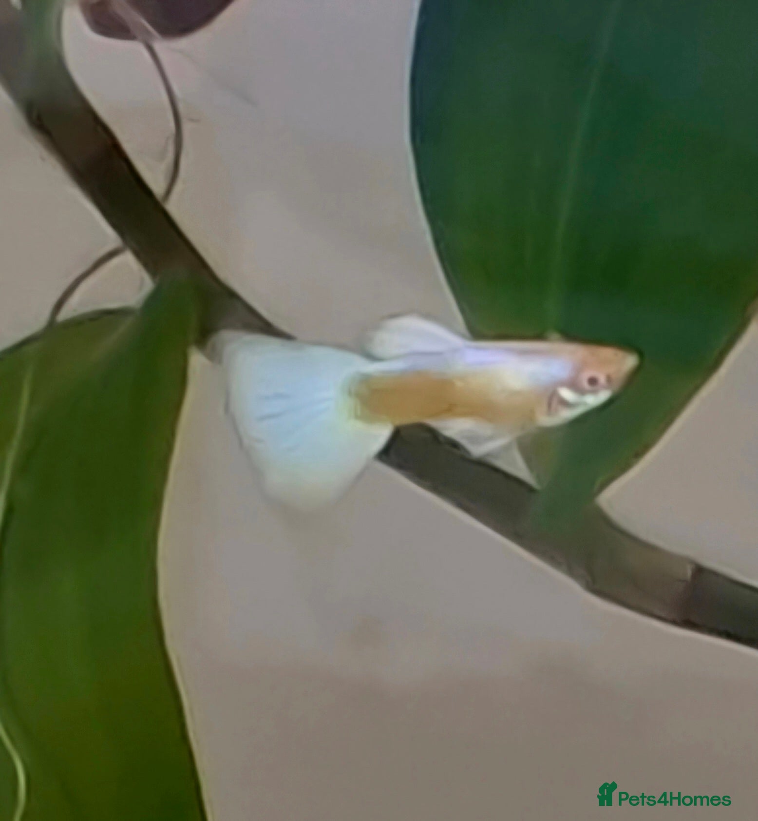 Bettas fish topaz guppies albino mix - Advert 6