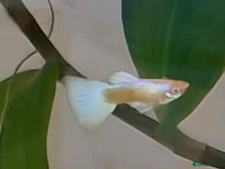 Bettas fish topaz guppies albino mix - Advert 6