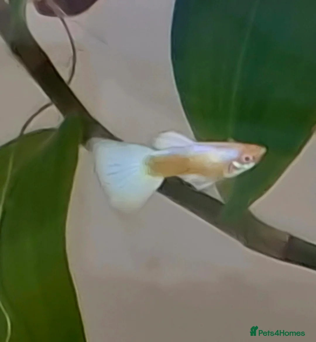 Bettas fish for sale: topaz guppies albino mix - Advert 1
